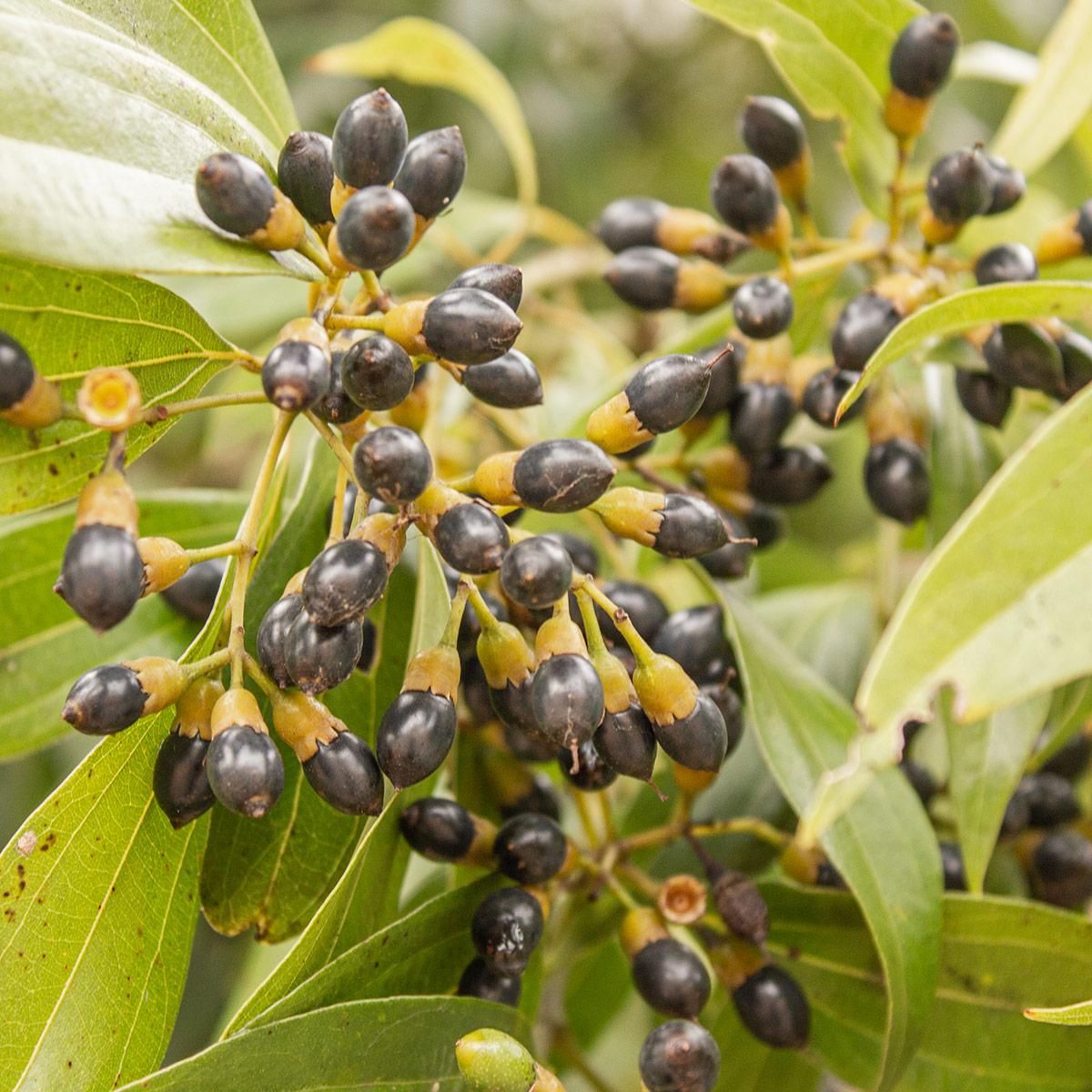 Muda De Canela Da Ndia Cinnamomum Zeylanicum Na Flora Londrina Viveiro