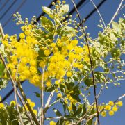 Muda de Acacia Mimosa - Acacia podalyriifolia A. Cunn. ex G. Don Acacia-mimosa