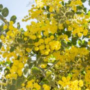 Muda de Acacia Mimosa - Acacia podalyriifolia A. Cunn. ex G. Don Acacia-mimosa