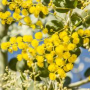 Muda de Acacia Mimosa - Acacia podalyriifolia A. Cunn. ex G. Don Acacia-mimosa