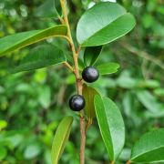 Muda de Aguaí-preto - Chrysophyllum marginatum