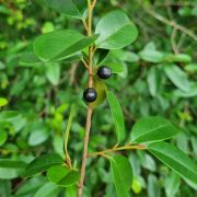 Muda de Aguaí-preto - Chrysophyllum marginatum