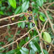 Muda de Aguaí-preto - Chrysophyllum marginatum