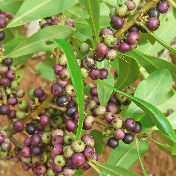 Muda de Capororoca-do-brejo - Rapanea gardneriana na Flora Londrina Viveiro