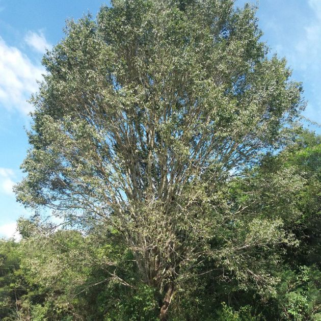 Muda de Coração-negro - Poecilanthe parviflora