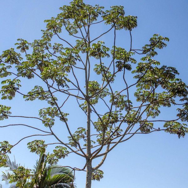 Muda De Embaúba Do Brejo Cecropia Pachystachya Na Flora Londrina Viveiro 9882