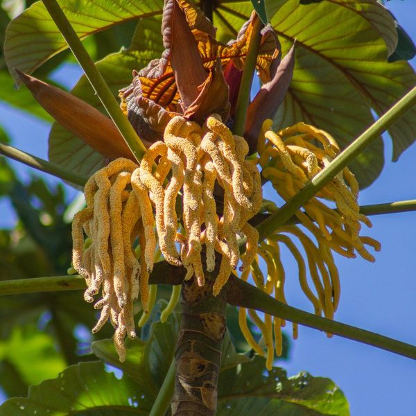 Muda De Embaúba Vermelha Cecropia Glaziovii Na Flora Londrina Viveiro 9714