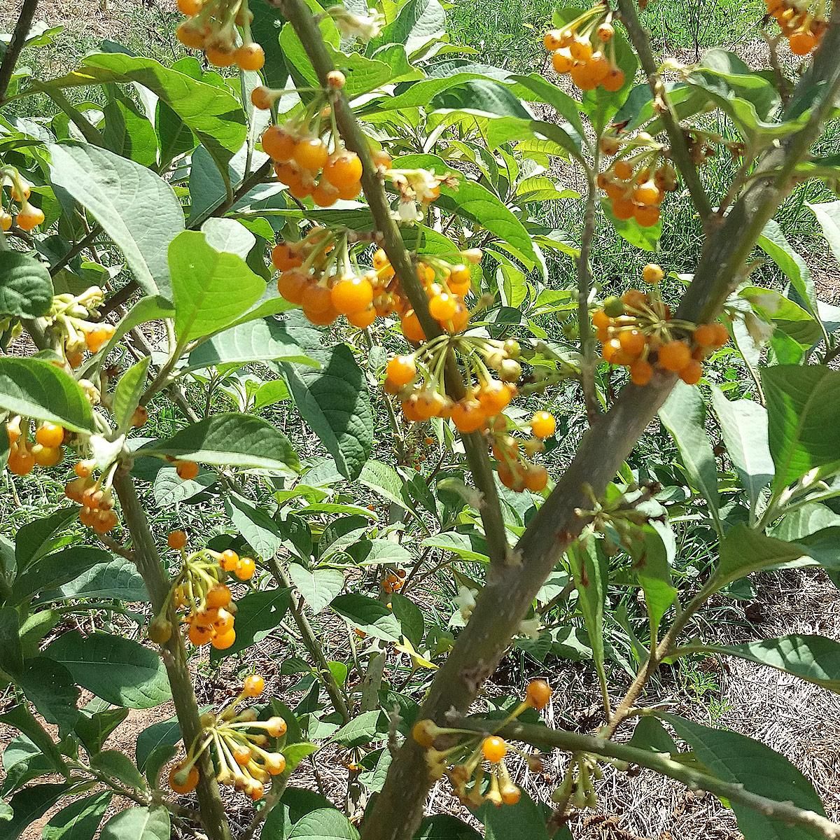 Muda De Fruta De Sabiá Acnistus Arborescens Na Flora Londrina Viveiro 9260