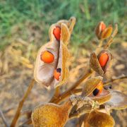 Muda de Olho-de-cabra - Ormosia arborea